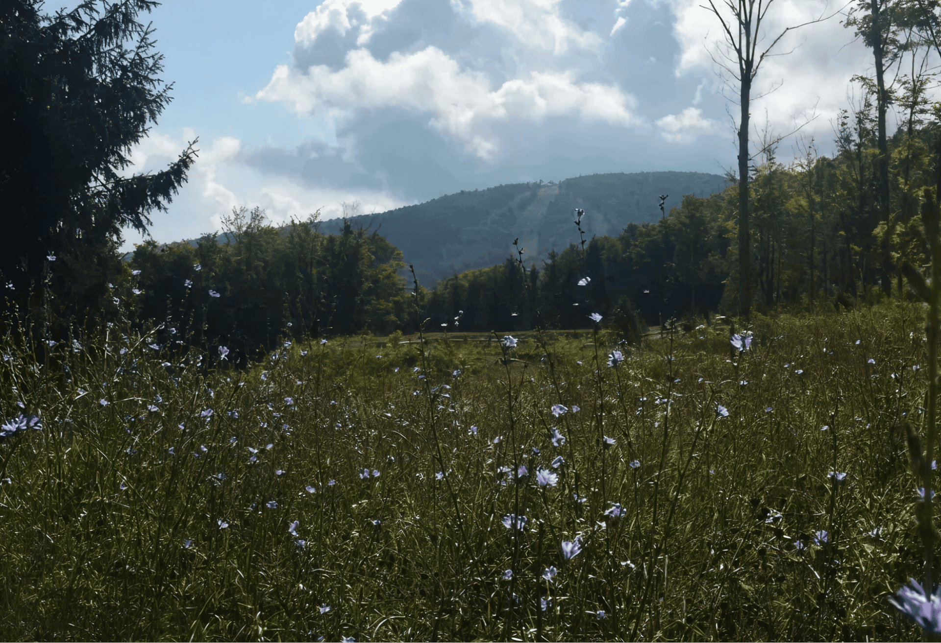 catskill mountains